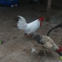 خروس ۸ماهه