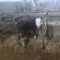 گاو|حیوانات مزرعه|واجارگاه, |دیوار