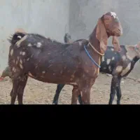 ۳بزپاکستانی اصیل چهل خال بدون شاخ جنس بالاشیرا|حیوانات مزرعه|کاشمر, |دیوار