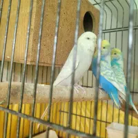 مرغ عشق انگلیسی سیلور ماده گرید B|پرنده|تهران, مظاهری|دیوار