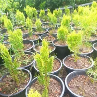 فروش گیاه|خدمات باغبانی و درختکاری|چابکسر, |دیوار