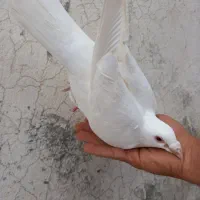 کبوتر