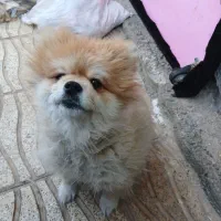 سگ خانگی پامر|سگ|یاسوج, |دیوار