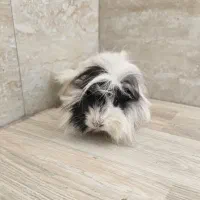 حیوون خونگی خوکچه هندی|موش و خرگوش|مراغه, |دیوار