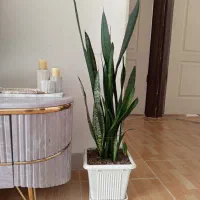 گل سانسوریا