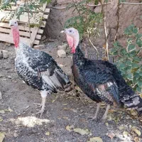 دوعددبوقلمون نر سالم ودرشت خلیل اباد