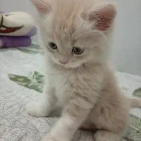 واگذاری گربه|گربه|کرمان, |دیوار