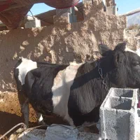 گوساله نر بیضا|حیوانات مزرعه|شیراز, گویم|دیوار