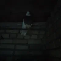 کبوتر