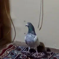 دو تا کبوتر|پرنده|سراب, |دیوار