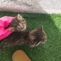 واگذاری رایگان ۲ عدد گربه