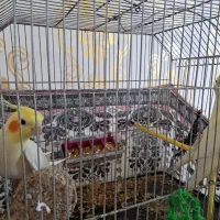 شادگان روستای توبچی|پرنده|شادگان, |دیوار