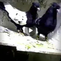 نروماده سینه سیاه