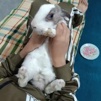 خرگوش ناناز|موش و خرگوش|قرچک, باقرآباد|دیوار