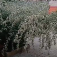 اجاره روزانه ویلایی آپارتمان تمیز برای زائر ۳۵ نفر|اجارهٔ کوتاه‌مدت آپارتمان و سوئیت|مشهد, گاز|دیوار