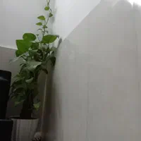 گل پتوس
