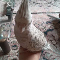 عروس هلندی سالم وسرحال