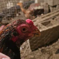 جوجه لاری نوک ط