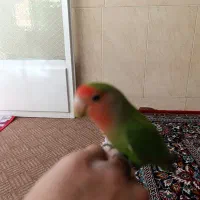 قفس
