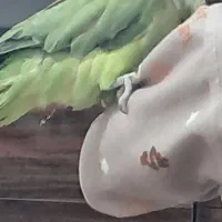 طوطی ملنگو|پرنده|چترود, |دیوار