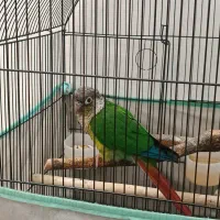 طوطی گرین چیک|پرنده|اسلام‌شهر, شهرک قائمیه|دیوار