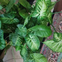 گل طبیعی با گلدان سرامیکی و پلاستیکی