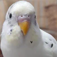 مرغ عشق نر ماده|پرنده|پاکدشت, پاکدشت (مامازند)|دیوار