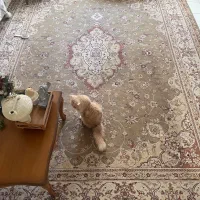 فرش|فرش|رشت, لاکان شهر|دیوار