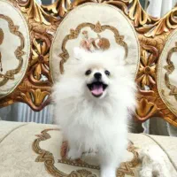 به علت مهاجرت زیر قیمت