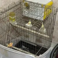 عروس هلندی لوتینو|پرنده|حمیدیا, |دیوار