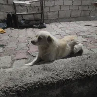 سگ پاکوتا|سگ|خواجه, |دیوار