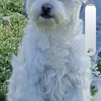 واگذاری سگ پاکوتا خانگی