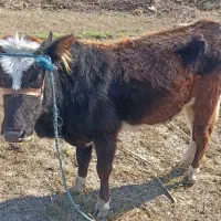 گاو جوان|حیوانات مزرعه|سنگر, |دیوار