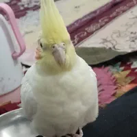 طوطی عروس پاریس