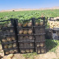 اجاره چهار هکتار زمین جهت کشت گوجه