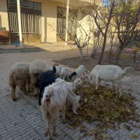 بز و بزغاله