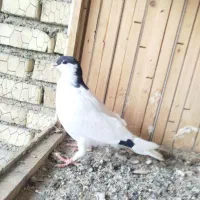 کبوتر ساده و مگسی