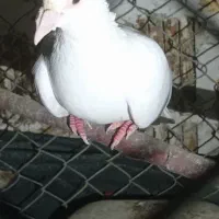 کبوتر