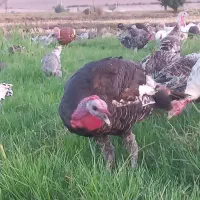 بوقلمون نر|حیوانات مزرعه|مینودشت, |دیوار