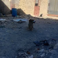 ۲ عدد سگ پاکوتاه 1500000تومن