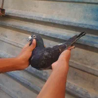 دوبر مسافتی|پرنده|تهران, مخصوص|دیوار