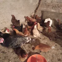 مرغ تخم گذار|حیوانات مزرعه|بیرانوند, |دیوار