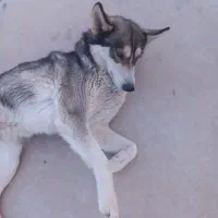 واگذاری سگ هاسکی