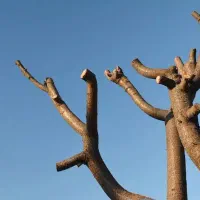 هرس کردن انواع درختان وخریدار چوب