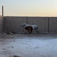 مادیون کرد 3 ساله و کره نریون 1ساله