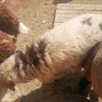 بره بومی وگوشت بره|حیوانات مزرعه|میبد, |دیوار