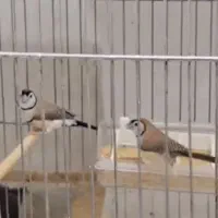 فنچ جفدی الماسی گلدین و...|پرنده|ری, شهادت|دیوار