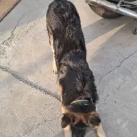 سگ ۷ ماه|سگ|فردیس, سرحدی|دیوار