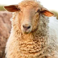 گوسفند زنده