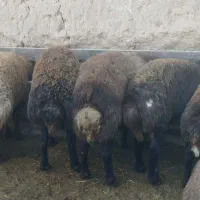 بره نرچاق|حیوانات مزرعه|قائن, |دیوار